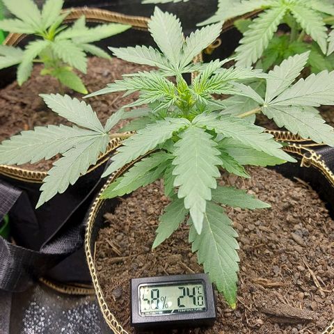 Marta // Lemon Haze Auto // Seeds66 growlog timeline photo