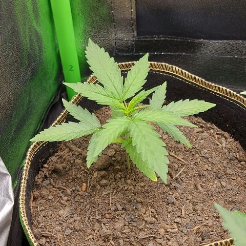 Berta // White Widow Auto // Seeds66 growlog timeline photo