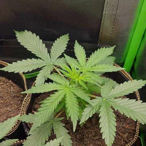 Sadie // Girl Scout Cookies Auto // Seeds66 growlog timeline photo