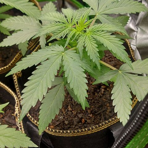 Marta // Lemon Haze Auto // Seeds66 growlog timeline photo