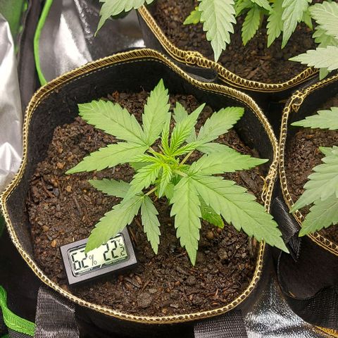 Berta // White Widow Auto // Seeds66 growlog timeline photo
