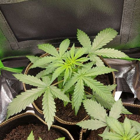 Sadie // Girl Scout Cookies Auto // Seeds66 growlog timeline photo