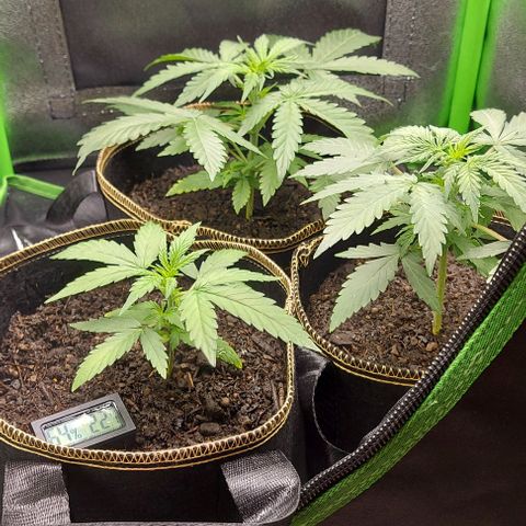 Berta // White Widow Auto // Seeds66 growlog timeline photo