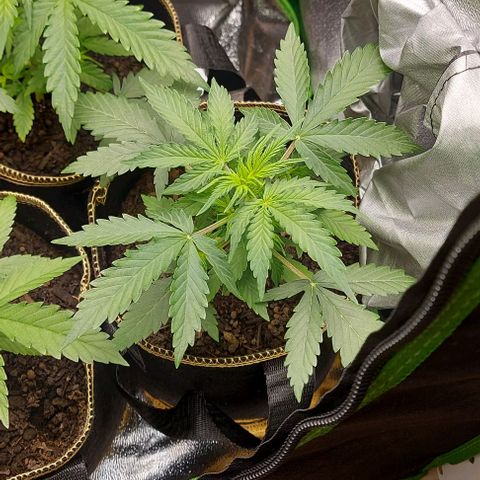 Marta // Lemon Haze Auto // Seeds66 growlog timeline photo