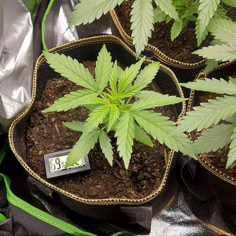 Berta // White Widow Auto // Seeds66 growlog timeline photo