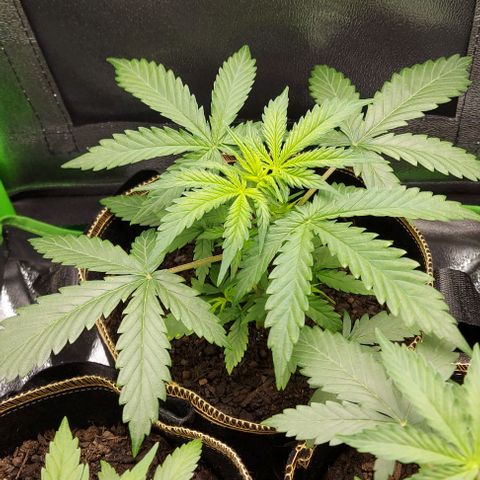 Sadie // Girl Scout Cookies Auto // Seeds66 growlog timeline photo