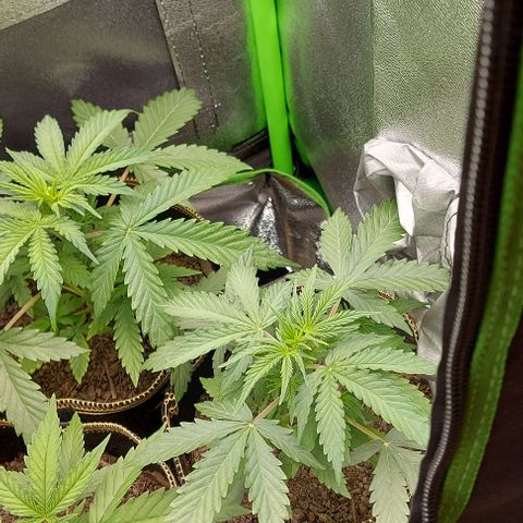 Marta // Lemon Haze Auto // Seeds66 growlog timeline photo
