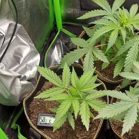 Berta // White Widow Auto // Seeds66 growlog timeline photo