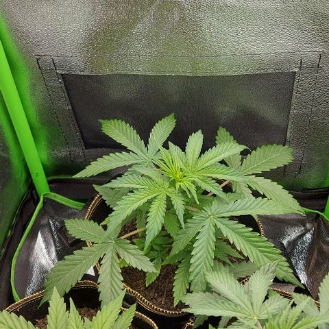 Sadie // Girl Scout Cookies Auto // Seeds66 growlog timeline photo