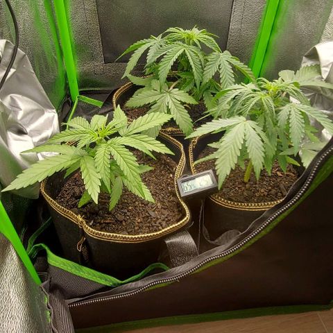 Berta // White Widow Auto // Seeds66 growlog photo: Nach dem Gießen