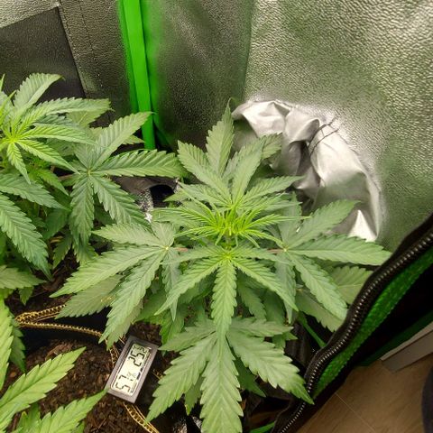 Marta // Lemon Haze Auto // Seeds66 growlog timeline photo