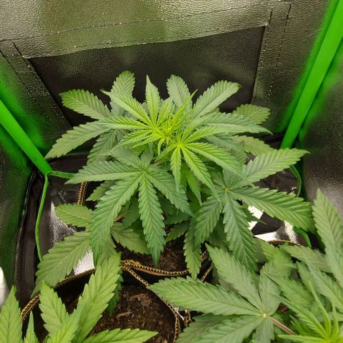 Sadie // Girl Scout Cookies Auto // Seeds66 growlog timeline photo