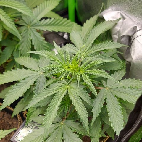 Marta // Lemon Haze Auto // Seeds66 growlog timeline photo