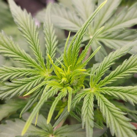 Marta // Lemon Haze Auto // Seeds66 growlog photo: Vorblüte