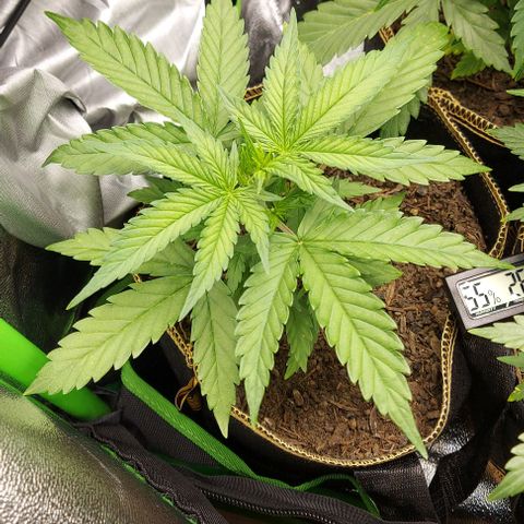 Berta // White Widow Auto // Seeds66 growlog timeline photo