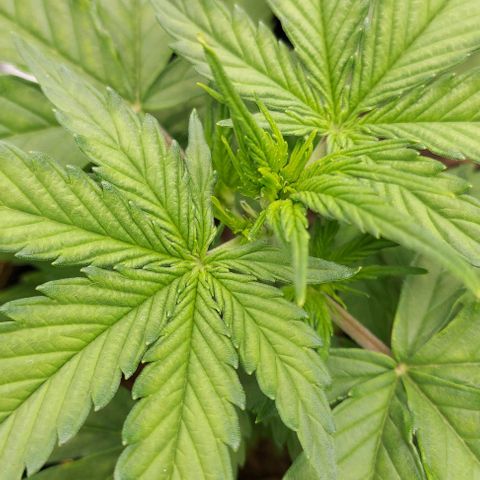 Berta // White Widow Auto // Seeds66 growlog photo: Vorblüte