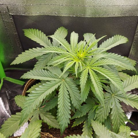 Sadie // Girl Scout Cookies Auto // Seeds66 growlog timeline photo
