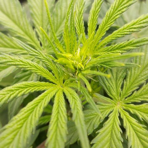 Sadie // Girl Scout Cookies Auto // Seeds66 growlog photo: Vorblüte
