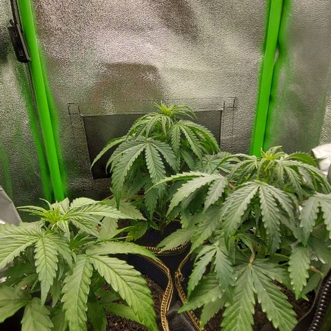 Berta // White Widow Auto // Seeds66 growlog timeline photo