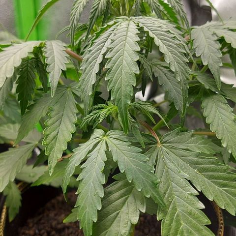 Marta // Lemon Haze Auto // Seeds66 growlog timeline photo
