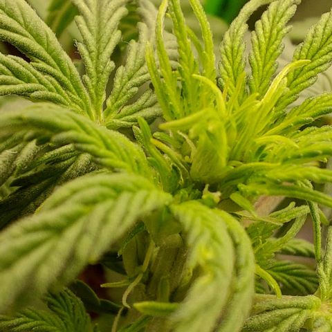 Marta // Lemon Haze Auto // Seeds66 growlog timeline photo