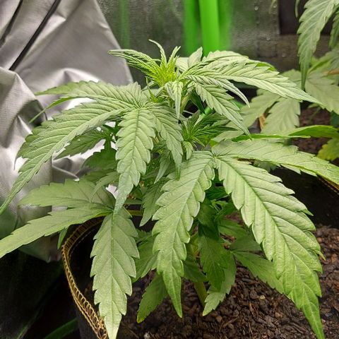 Berta // White Widow Auto // Seeds66 growlog timeline photo