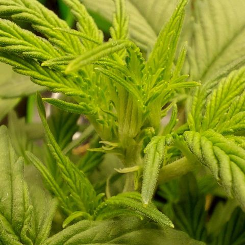 Berta // White Widow Auto // Seeds66 growlog timeline photo