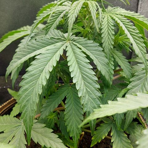 Sadie // Girl Scout Cookies Auto // Seeds66 growlog timeline photo