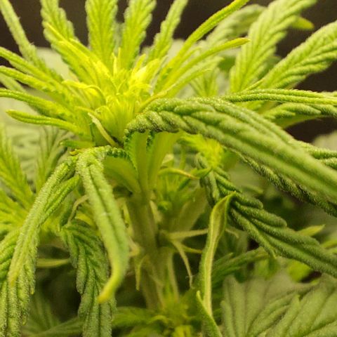 Sadie // Girl Scout Cookies Auto // Seeds66 growlog timeline photo