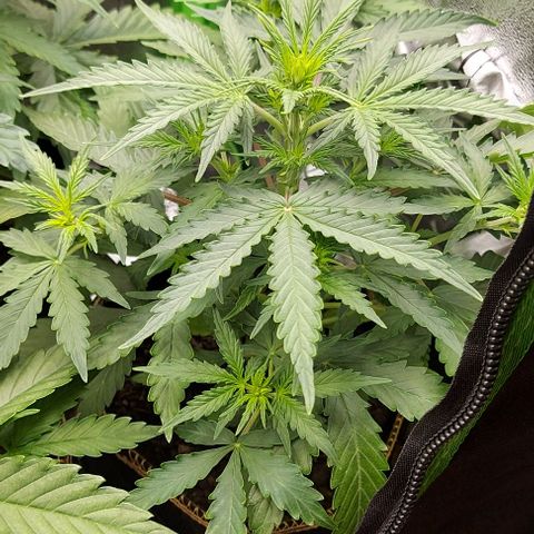 Marta // Lemon Haze Auto // Seeds66 growlog timeline photo