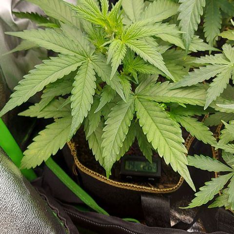 Berta // White Widow Auto // Seeds66 growlog timeline photo