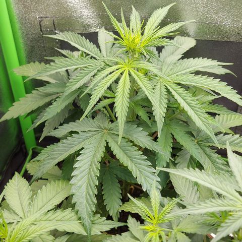 Sadie // Girl Scout Cookies Auto // Seeds66 growlog timeline photo