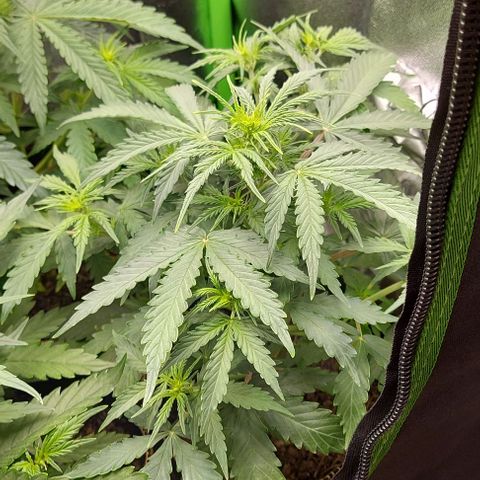 Marta // Lemon Haze Auto // Seeds66 growlog timeline photo