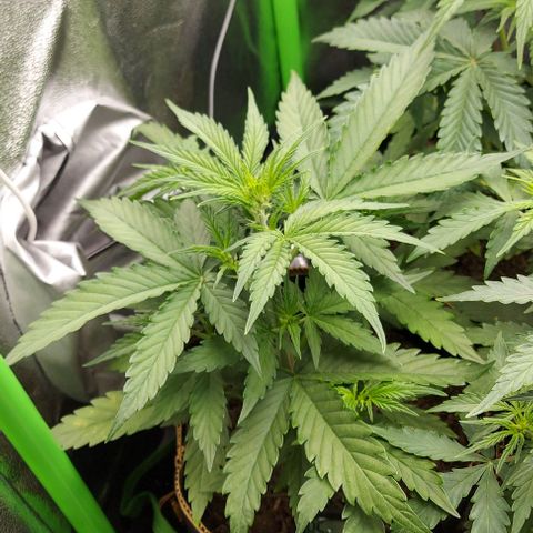 Berta // White Widow Auto // Seeds66 growlog timeline photo