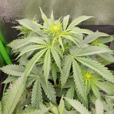 Sadie // Girl Scout Cookies Auto // Seeds66 growlog timeline photo