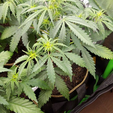 Marta // Lemon Haze Auto // Seeds66 growlog timeline photo