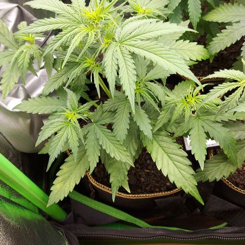 Berta // White Widow Auto // Seeds66 growlog timeline photo