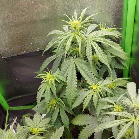 Sadie // Girl Scout Cookies Auto // Seeds66 growlog timeline photo
