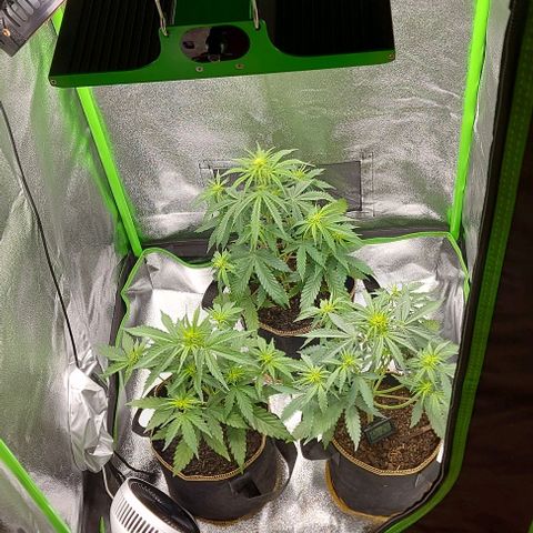 Berta // White Widow Auto // Seeds66 growlog photo: Umzug in eine größere Growbox. 