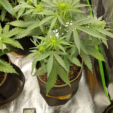 Marta // Lemon Haze Auto // Seeds66 growlog timeline photo