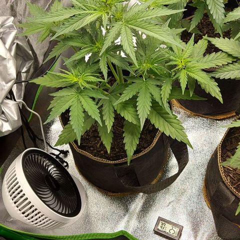 Berta // White Widow Auto // Seeds66 growlog timeline photo