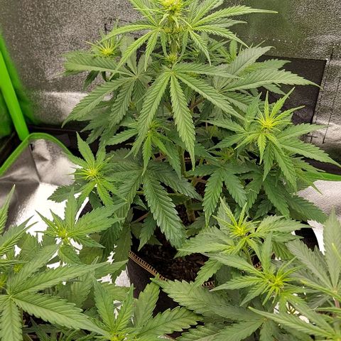 Sadie // Girl Scout Cookies Auto // Seeds66 growlog timeline photo