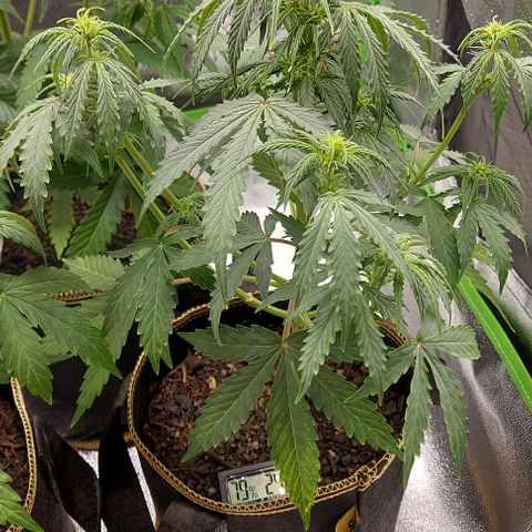 Marta // Lemon Haze Auto // Seeds66 growlog timeline photo