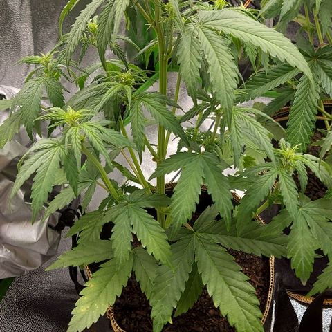 Berta // White Widow Auto // Seeds66 growlog timeline photo