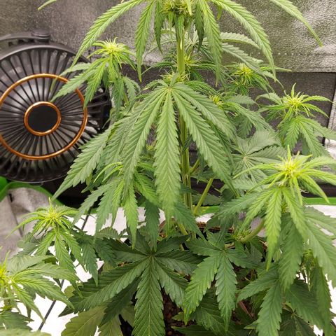 Sadie // Girl Scout Cookies Auto // Seeds66 growlog timeline photo