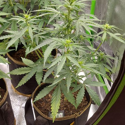 Marta // Lemon Haze Auto // Seeds66 growlog timeline photo