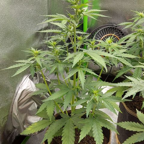 Berta // White Widow Auto // Seeds66 growlog timeline photo