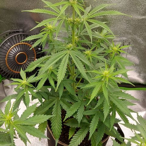 Sadie // Girl Scout Cookies Auto // Seeds66 growlog timeline photo