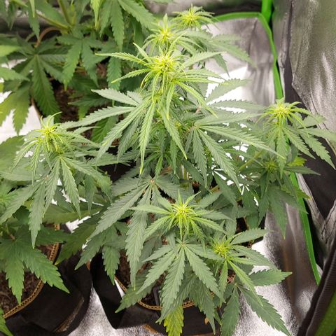 Marta // Lemon Haze Auto // Seeds66 growlog timeline photo