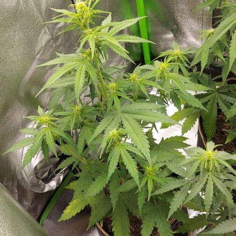 Berta // White Widow Auto // Seeds66 growlog timeline photo